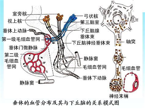 脈細數|脈象細數,脈象細數的治療